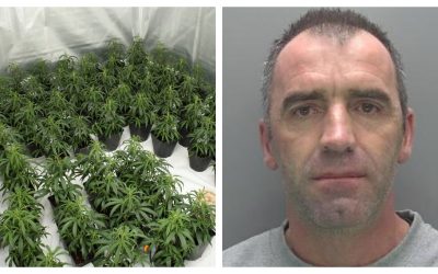 Cannabis farmers jailed