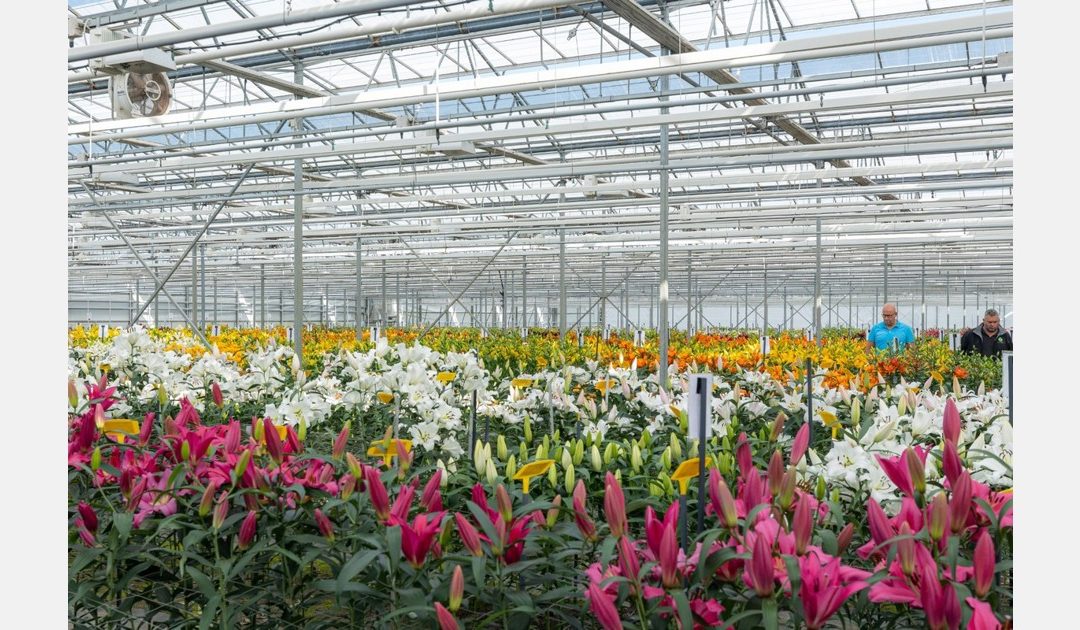 A break through in the flower industry â pollen-less lilies