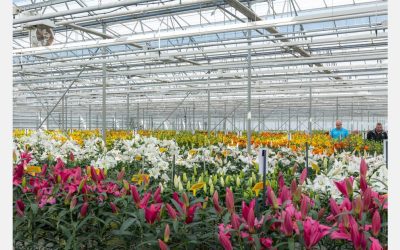 A break through in the flower industry â pollen-less lilies